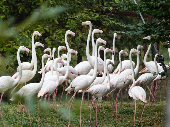Zoo Trgu Mure  Zoo Trgu Mure