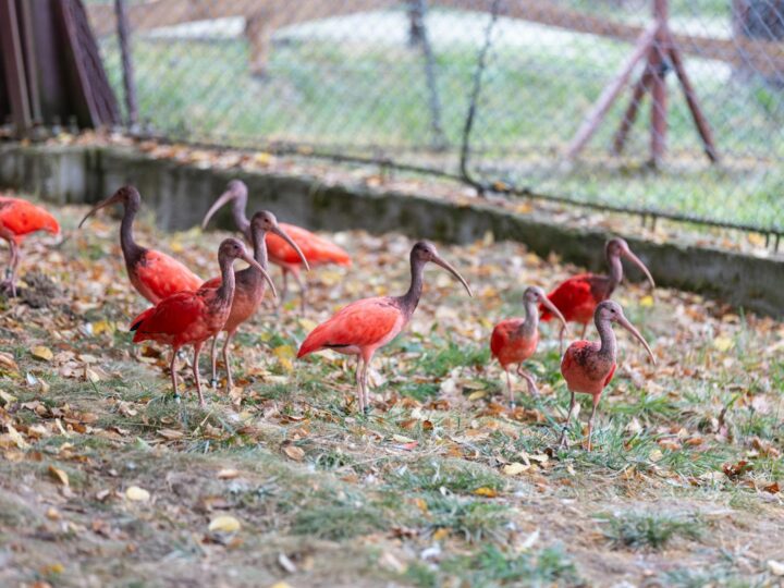 Zoo Trgu Mure  Zoo Trgu Mure