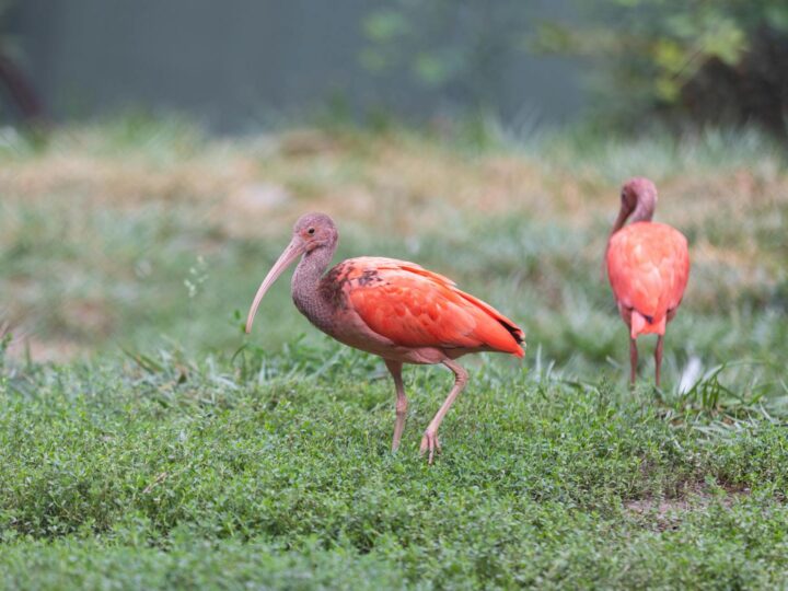 Zoo Trgu Mure  Zoo Trgu Mure