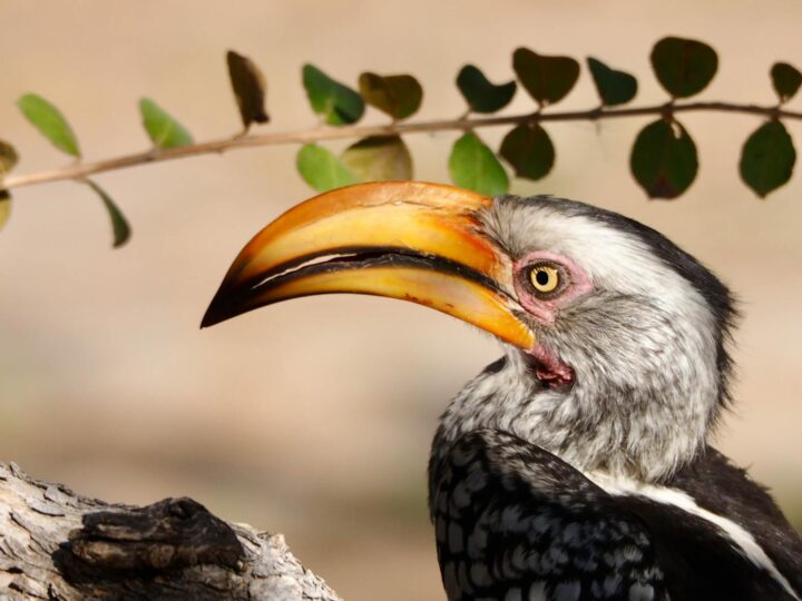 Zoo Trgu Mure  Zoo Trgu Mure