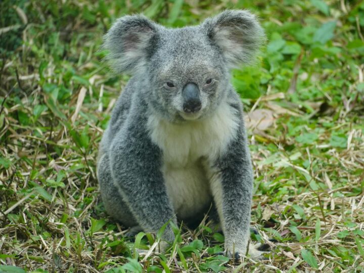 Zoo Trgu Mure  Zoo Trgu Mure