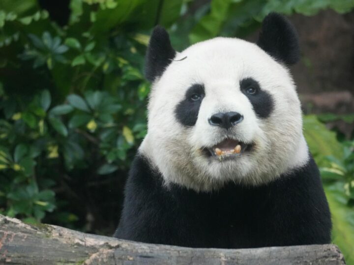 Zoo Trgu Mure  Zoo Trgu Mure