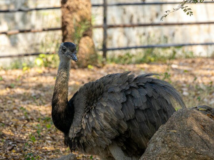 Zoo Trgu Mure  Zoo Trgu Mure