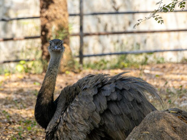 Zoo Trgu Mure  Zoo Trgu Mure