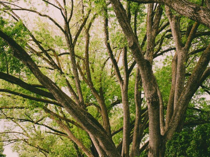 Arboretum Park Simeria