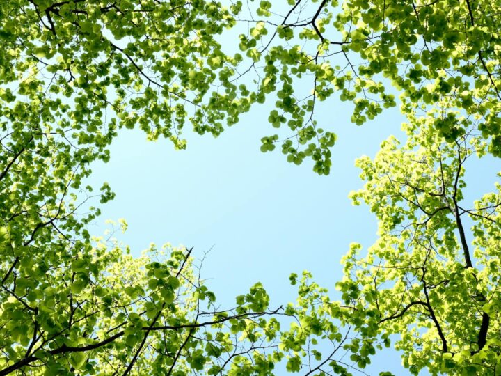 Arboretum Park Simeria
