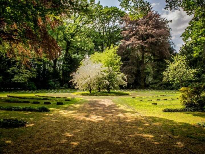 Arboretum Park Simeria