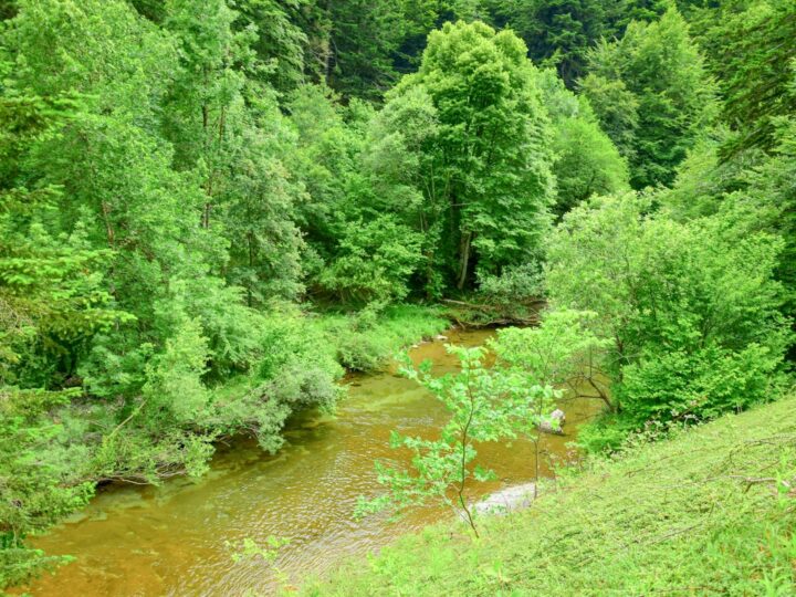 Wejcie do rzeki Colin Glen