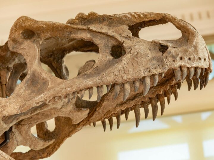 Dinosaurierwelt Transsylvanien