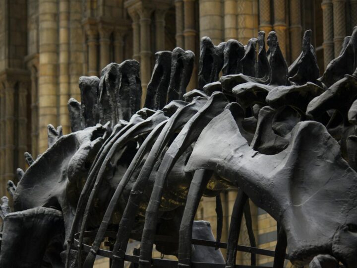 Dinosaurierwelt Transsylvanien