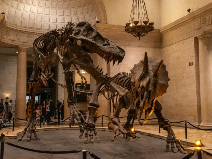 Dinosaurierwelt Transsylvanien