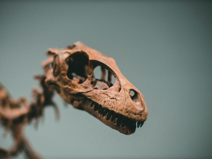 Dinosaurierwelt Transsylvanien
