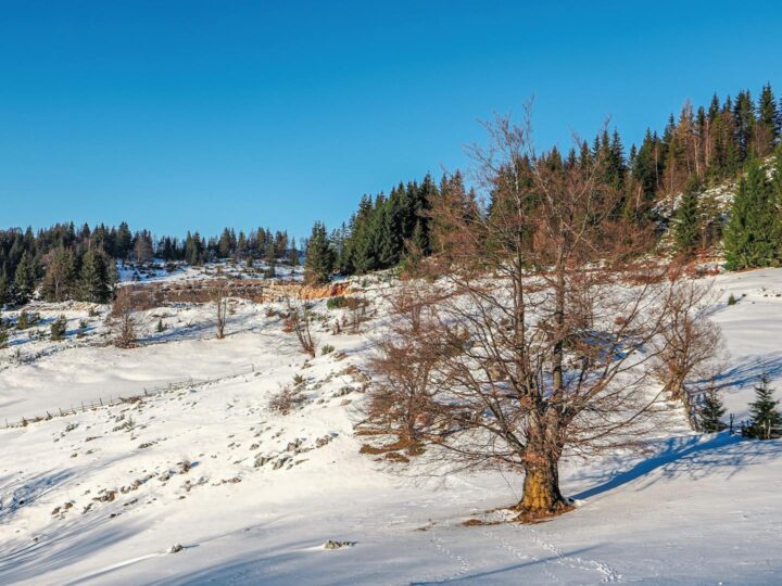 Grditea MunceluluiCioclovina Naturpark
