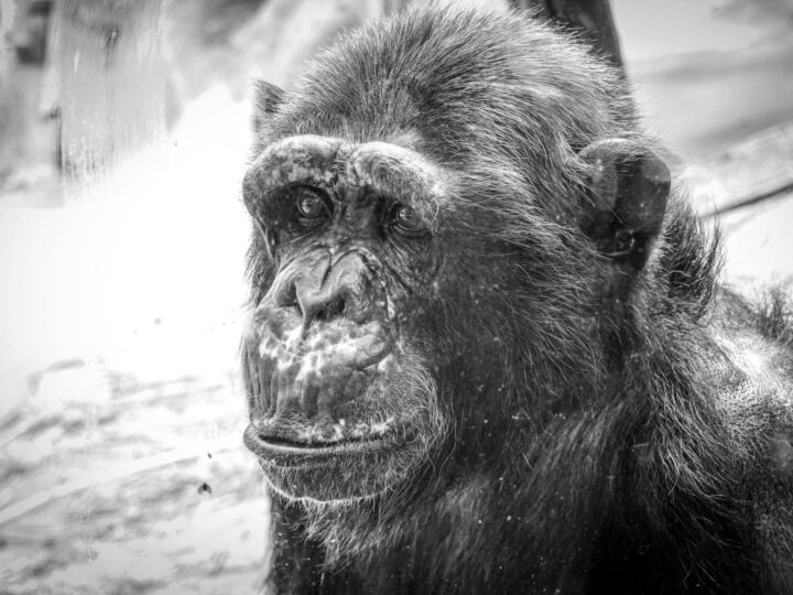 Zoo Hunedoara
