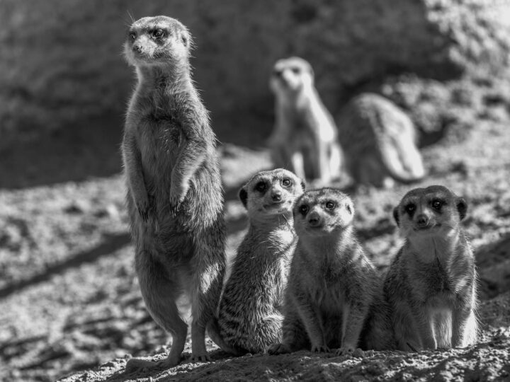 Zoo Hunedoara