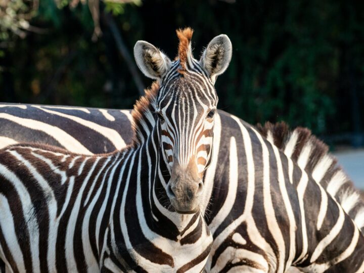 Zoo Hunedoara
