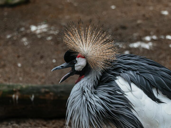 Zoo Hunedoara