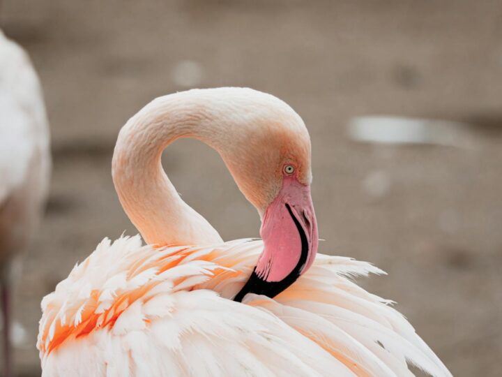 Zoo Hunedoara