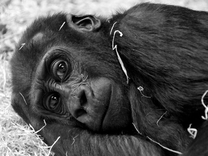 Zoo Hunedoara