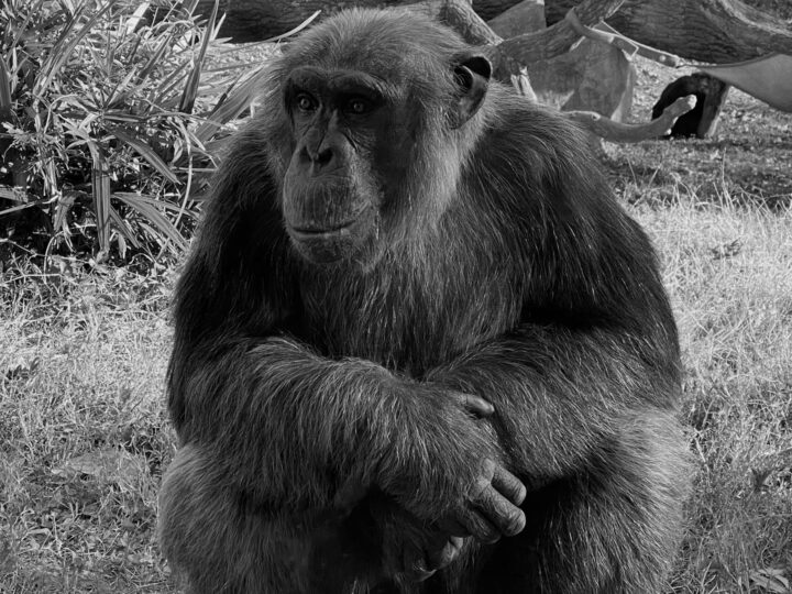 Zoo Hunedoara