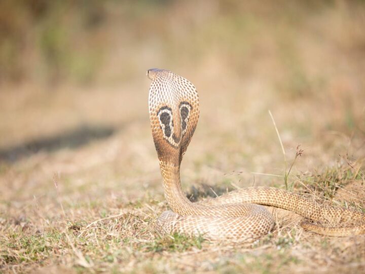 Museu Cobra