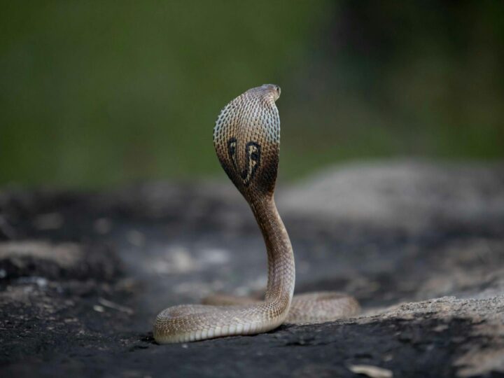 Museu Cobra