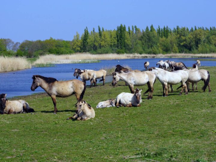 Parc naturel de Lelystad
