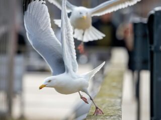 Ostend