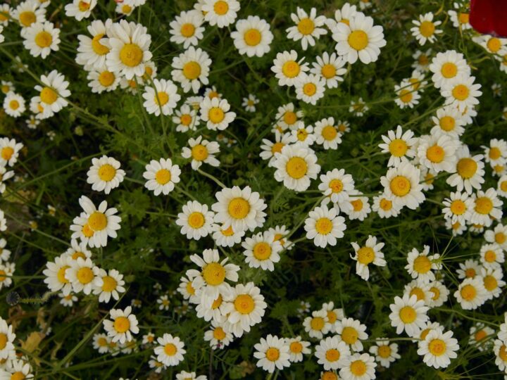 Penshurst Place amp Gardens