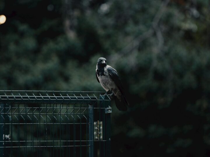 Pietonala Corvin