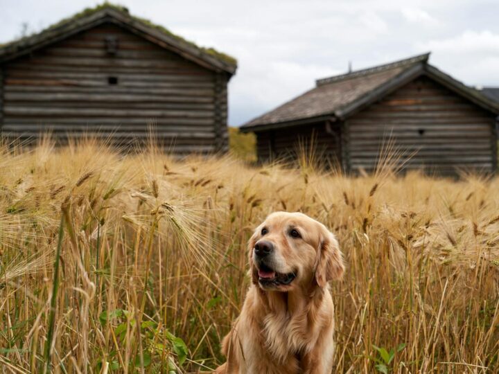 Skansen del fiume Pilica