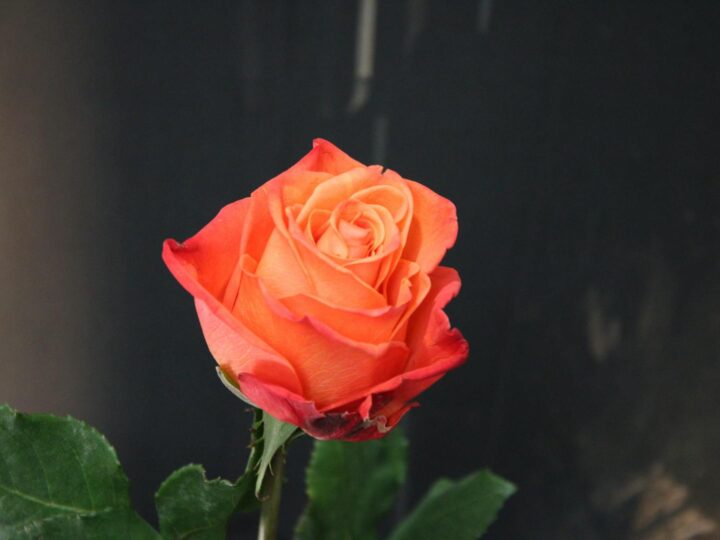 Giardino delle Rose