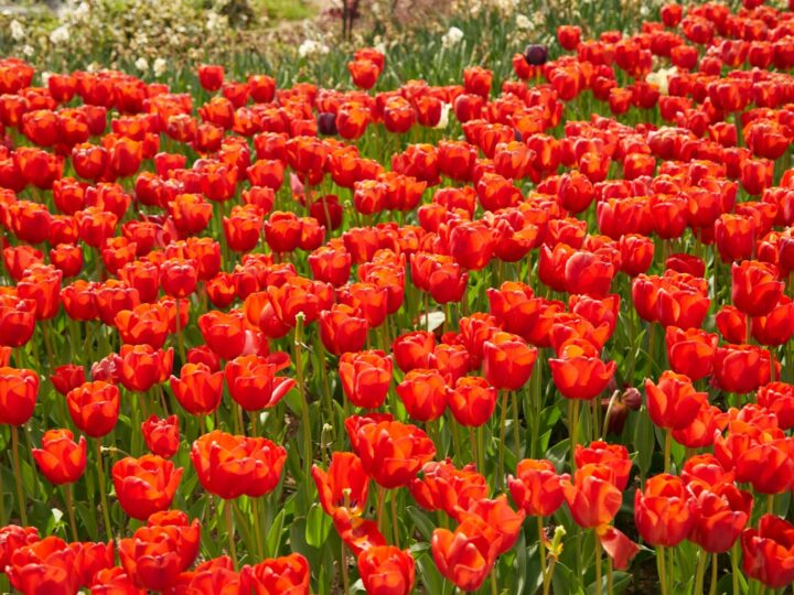 Il Giardino dellArcivescovado
