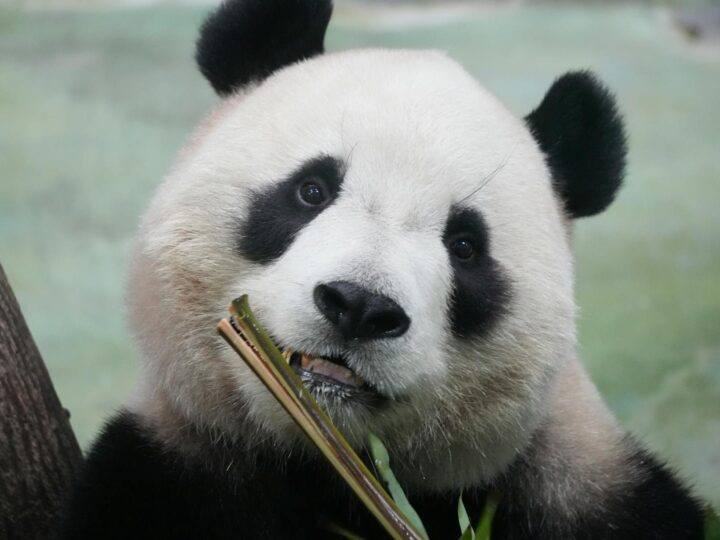 Zoo Brlad