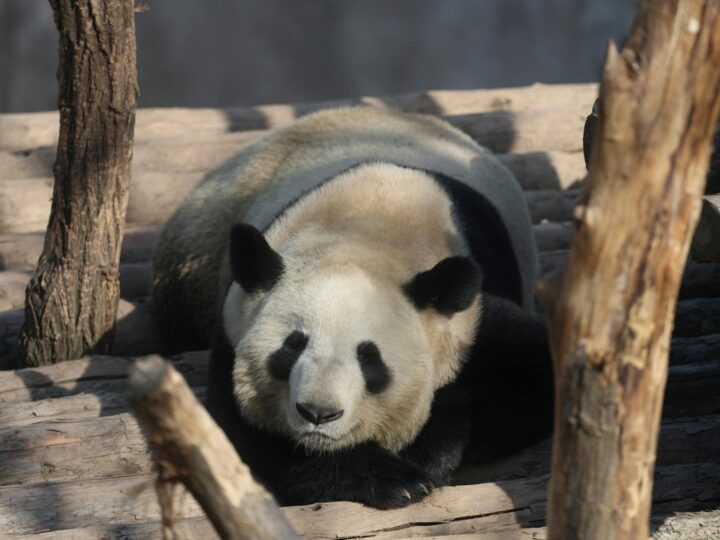 Zoo Brlad