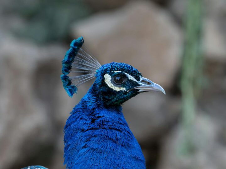 Zoo Brlad