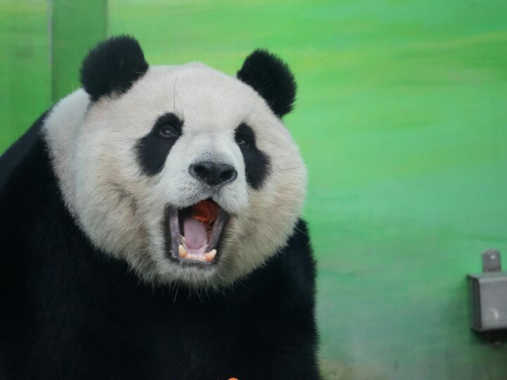 Zoo Brlad