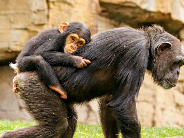 Zoo Neuwied