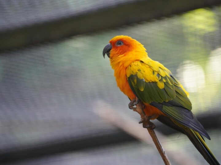 Zoo Neuwied