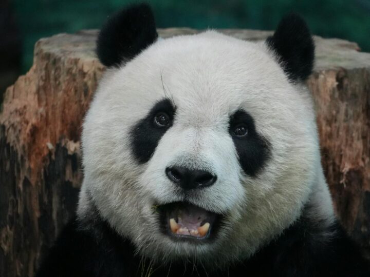 Zoo Neuwied