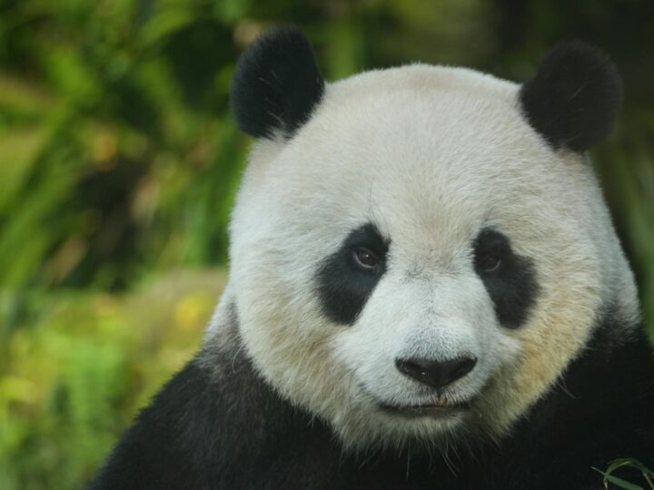 Zoo Neuwied