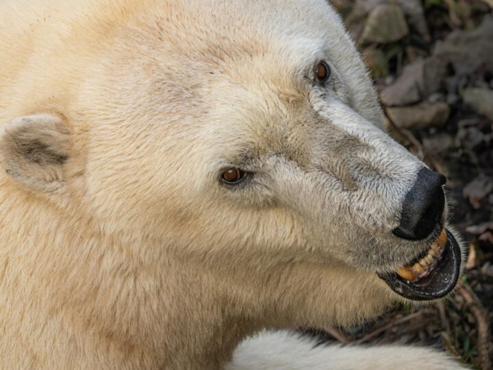 Zoo Neuwied