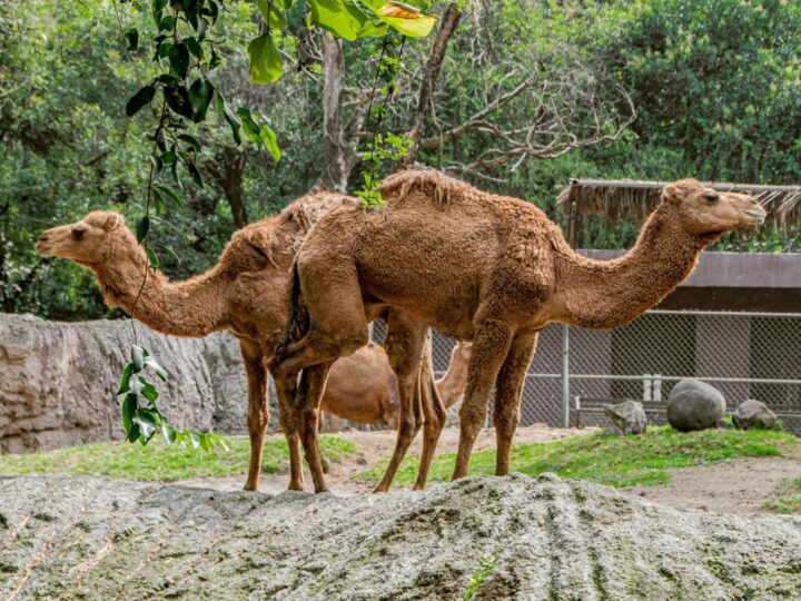 Zoolgico y parque de atracciones de land
