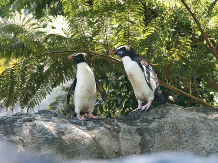 Zoolgico y parque de atracciones de land