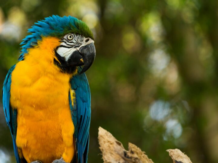 Zoolgico y parque de atracciones de land