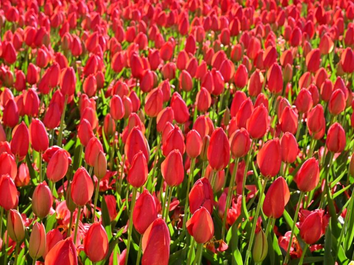 Netherlands
